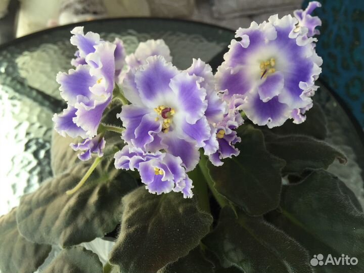 Сортовые фиалки