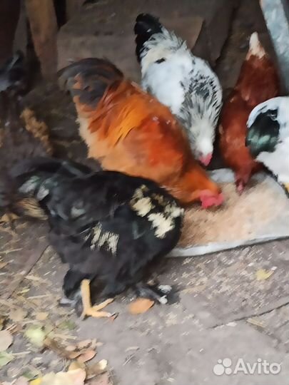 Куры и петухи