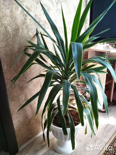 Комнатное растение Юкка