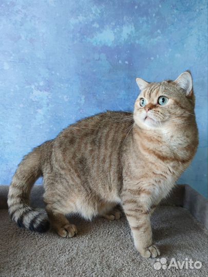 Шотландский кот