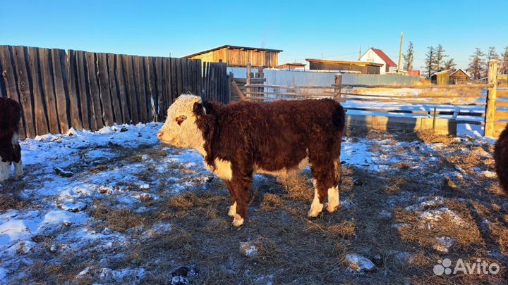 Коровы телята для разведения