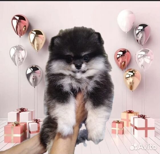 Мимимишка Девочка Шпиц