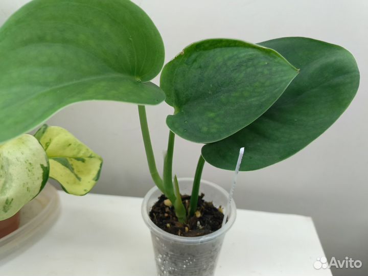 Сциндапсусы 5 видов