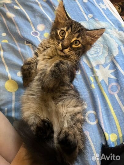 Котенок
