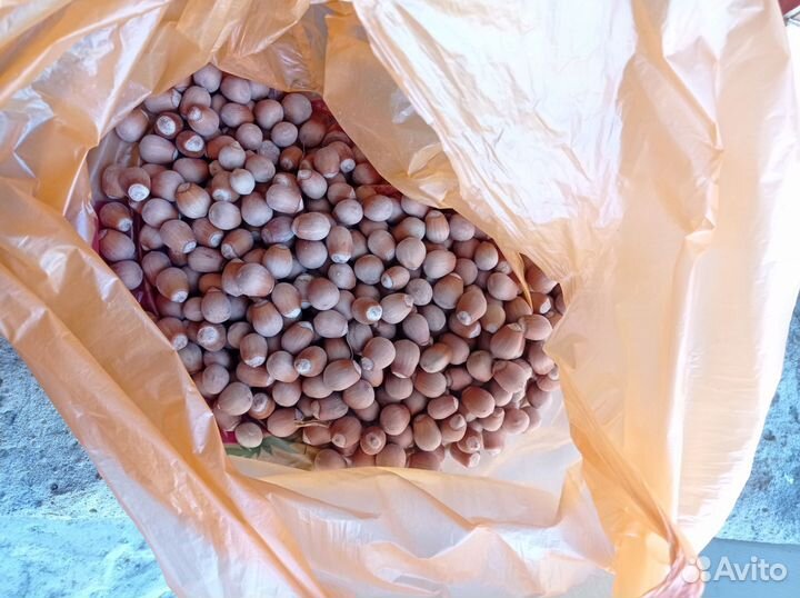 Орех лещина