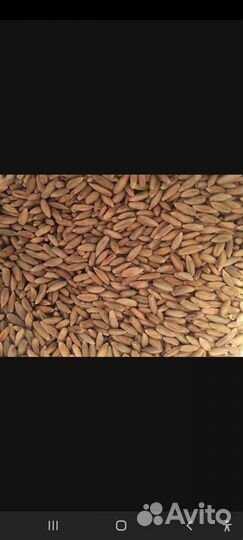 Озимая рожь, пшеница, овес, ячмень