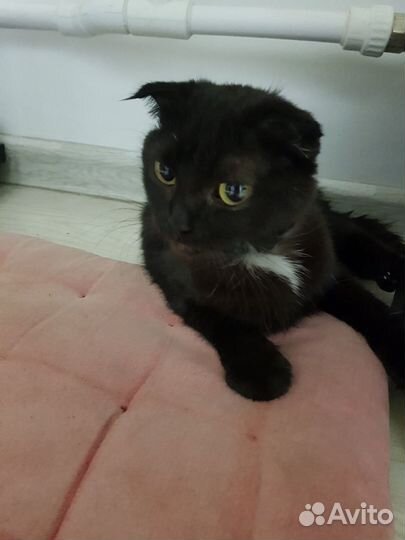 Найдена кошка