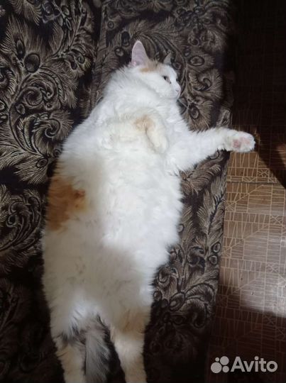 Кошка в добрые руки