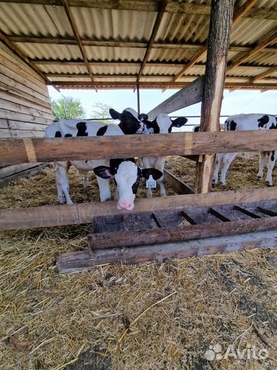 Телята бычки.Выселки