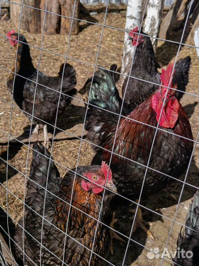 Инкубационное яйцо породистых кур