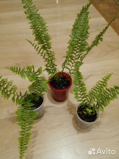 Филодендрон Розовая принцесса и другие