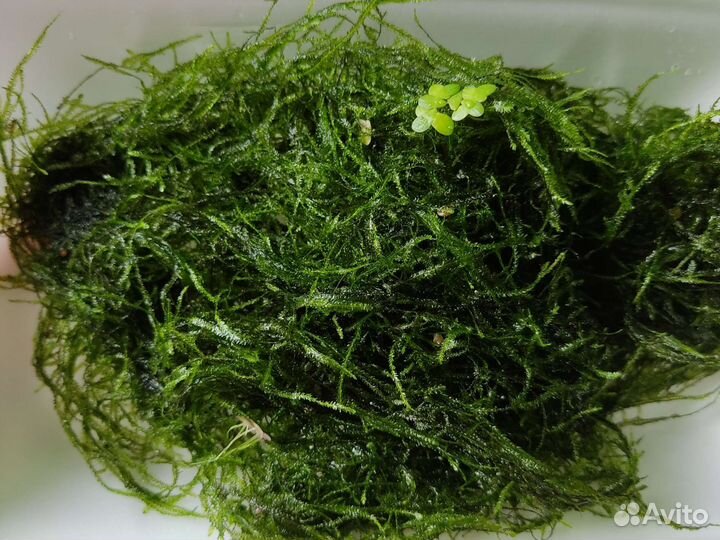 Мох аквариумный
