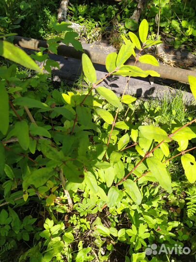 Малина Жар птица, мал. дерево, слива, терн и т. д