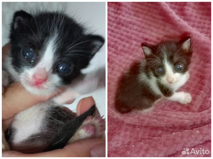 Счастье в дом