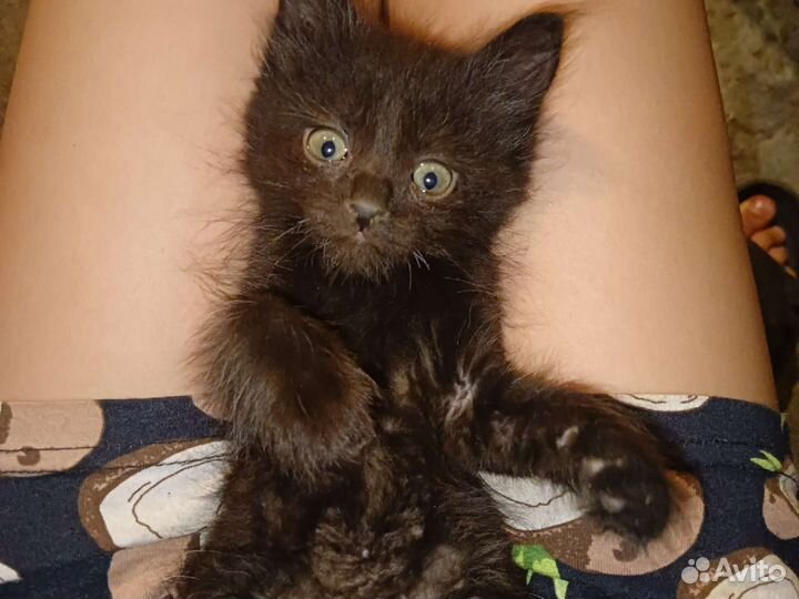 Одам котят в добрые руки