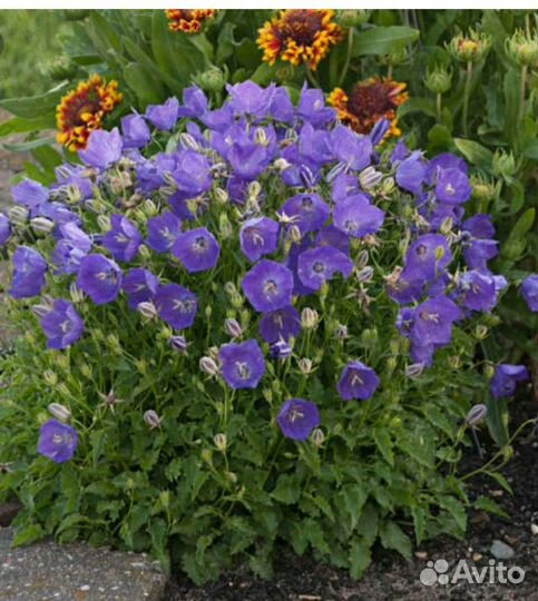 Флокс голубой,колокольчик карпатский
