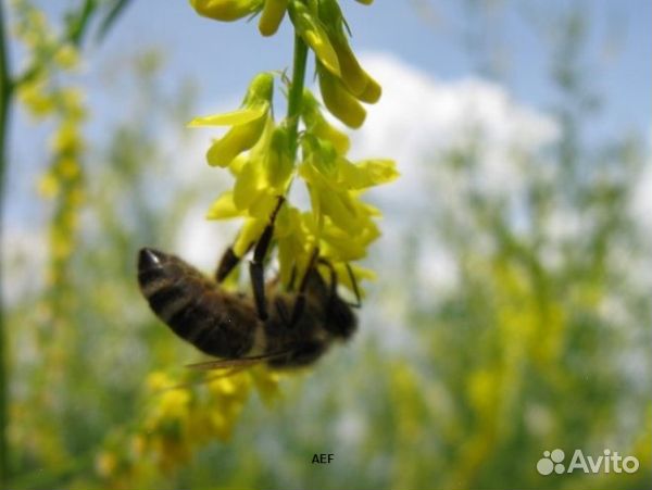 Мед 2024 года натуральный опт