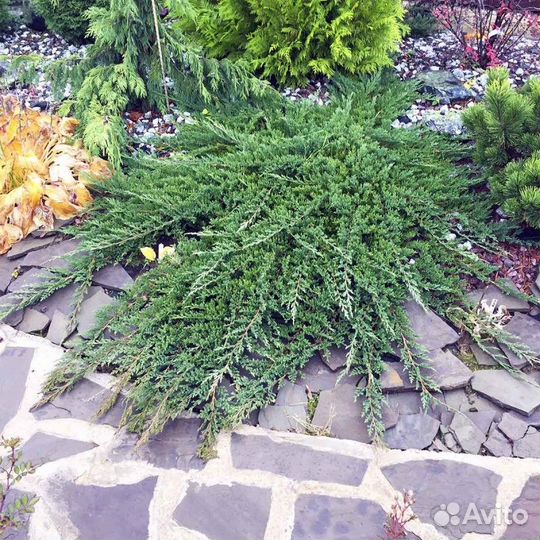 Можжевельник