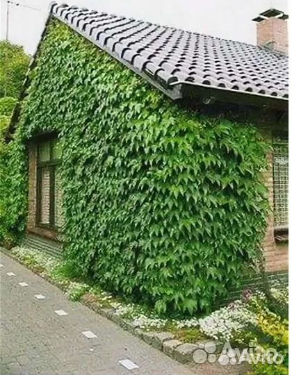 Вичи лиана держится на своих присосках (липучки )