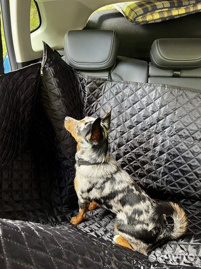 Такси для животных 