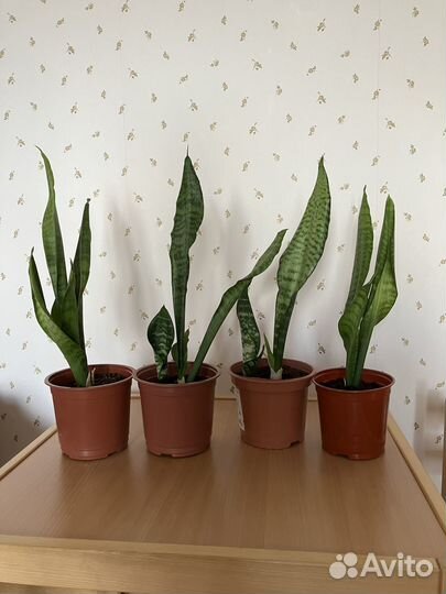 Сансевиерия (Тещин язык, Щучий хвост)