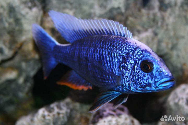 Аквариумные рыбки, цихлиды