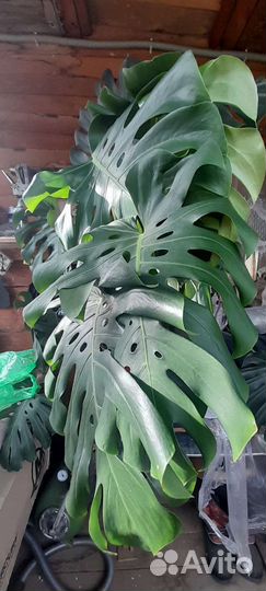 Комнатные цветы монстера