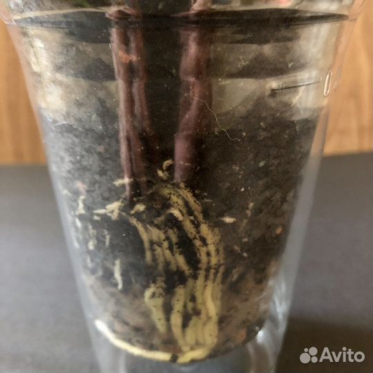 Драцена окаймленная (Basic green)