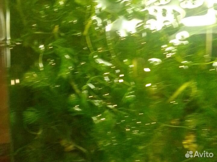 Аквариумные растения