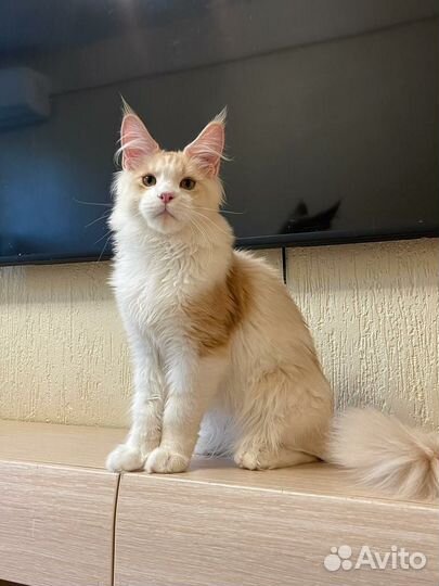 Мейн-кунокот