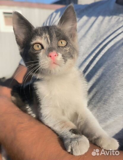 Котята ищут дом