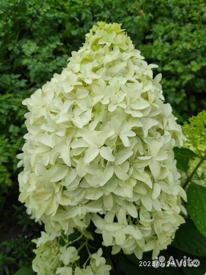 Гортензия метельчатая Скайфолл