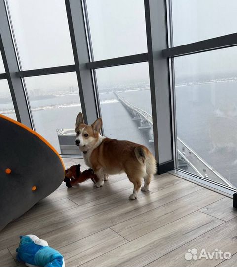 Мальчик корги ищет девочку для вязки, случки