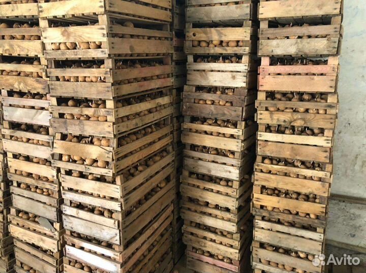 Семенной картофель голландка