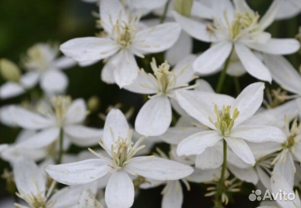 Клематис саженцы