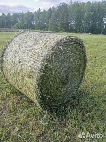 Сено в рулонах