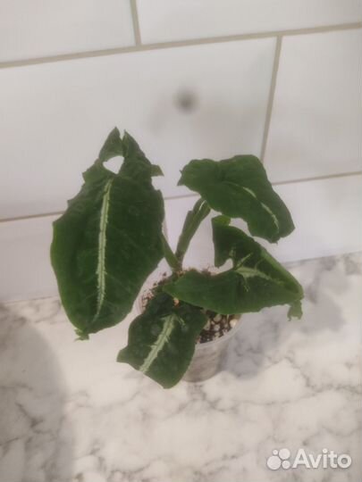 Сингониум ветланда