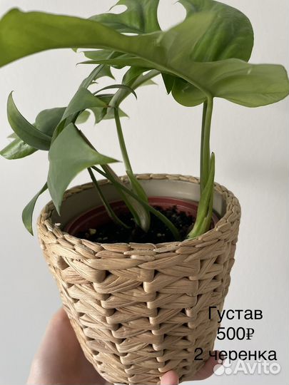 Рафидофора тетрасперма