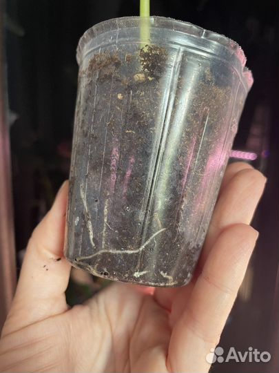 Алоказия clypeolata, sinuata, micholitziana