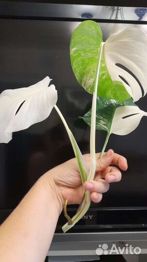 Монстера альба