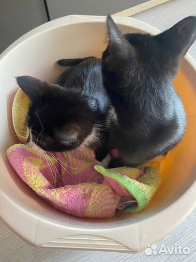 Помогите пристроить малышей