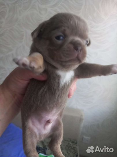 Щенки чихуахуа,голубые,лиловые девочки И мальчики