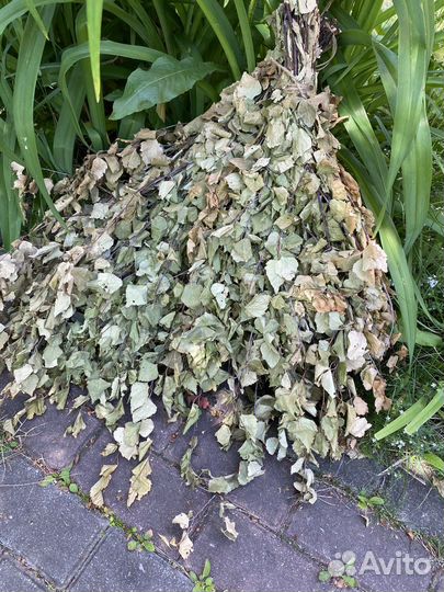 Веники березовые для бани