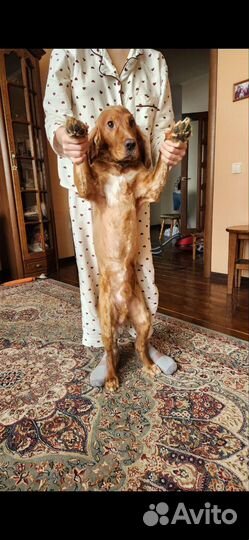 Кобель для вязки спаниель