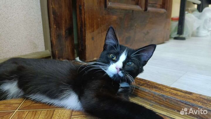 Черная кошка-котенок с белыми лапками в добрый дом