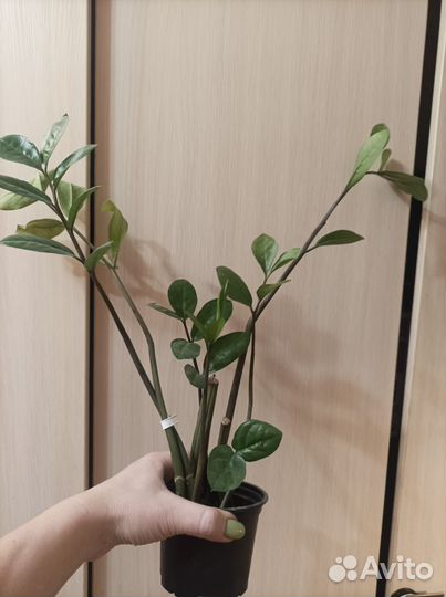 Замиокулькас