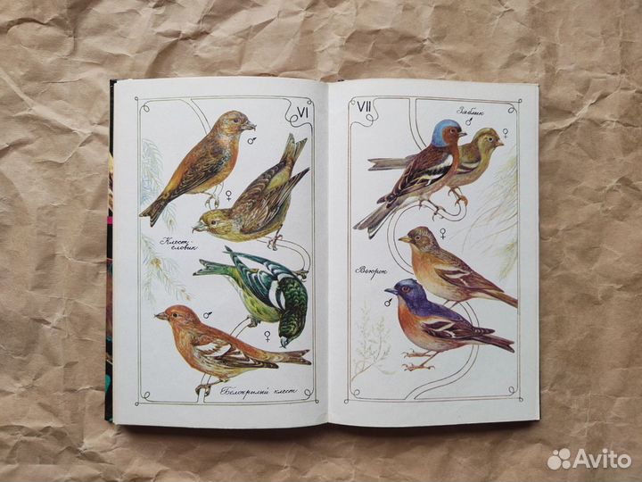 Птицы в нашем доме, Басихес