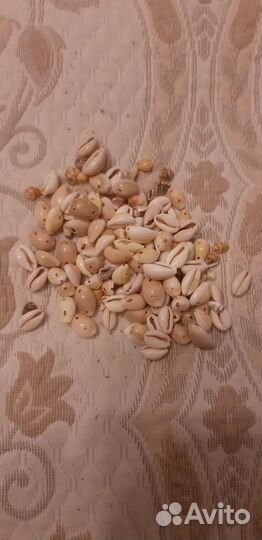 Морские ракушки