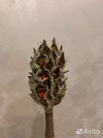 Шишки Магнолии