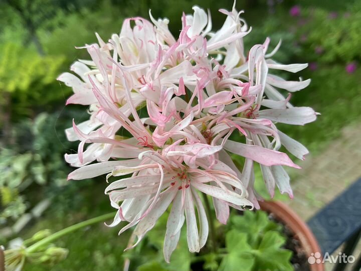 Пеларгония звездчатая (стеллар)